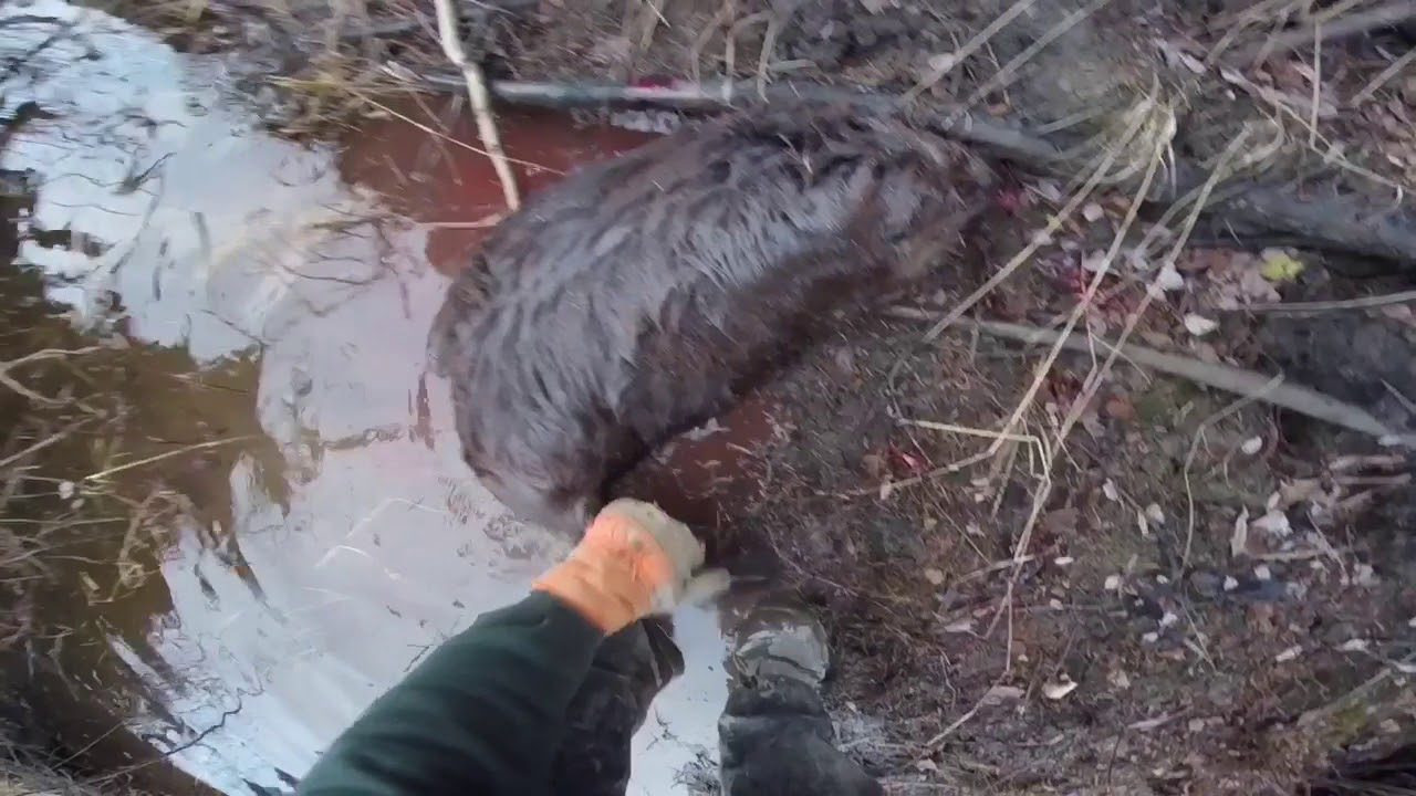 Beaver hunting for trapping 2017/2018 - YouTube