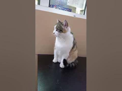 ТЕТЯ, ТЕТЯ КОШКА, ВЫГЛЯНИ В ОКОШКО... - YouTube