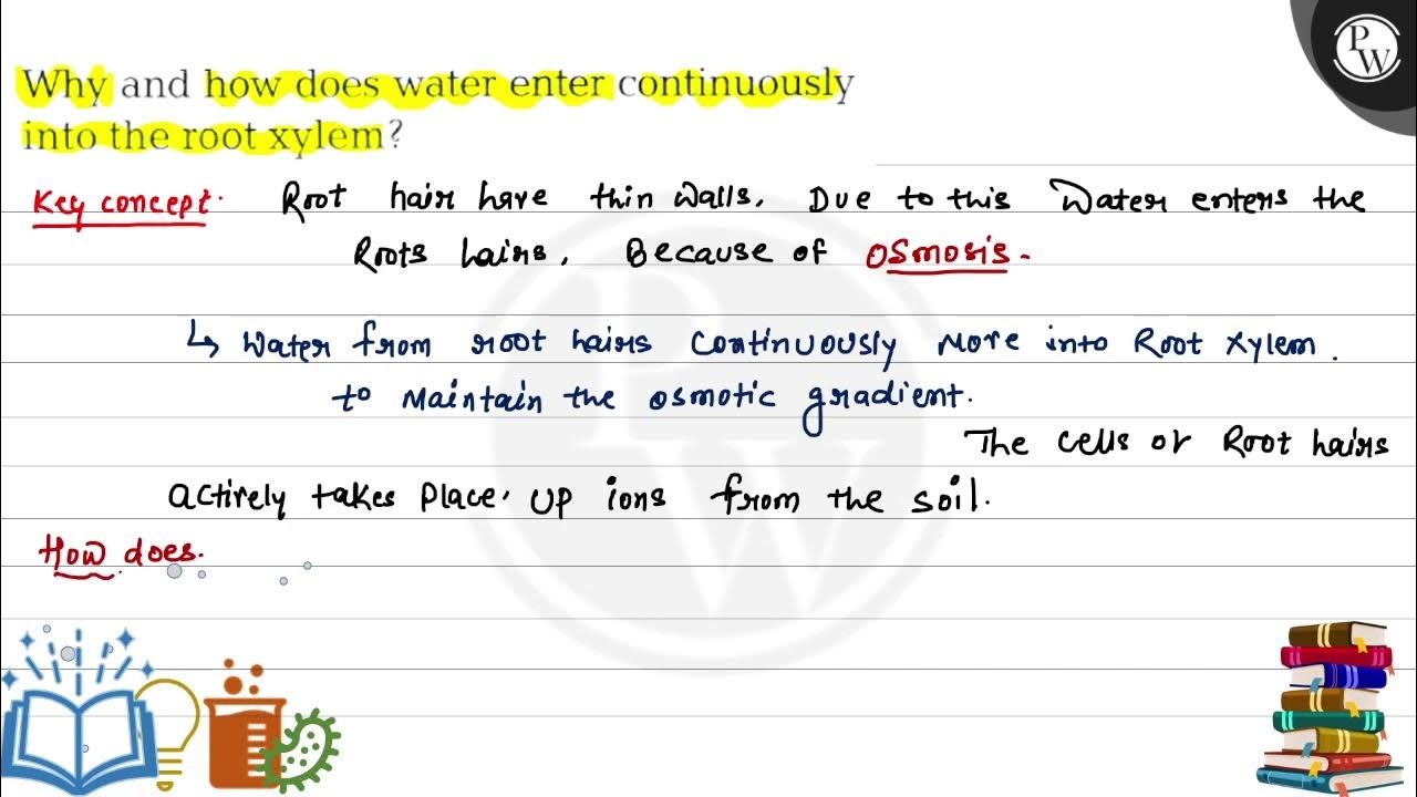 Why and how does water enter continuously into the root xylem? YouTube