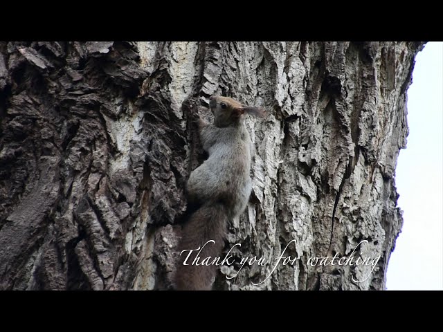 北海道大学] 北大のかわいいリス ~Squirrel observation at Hokkaido