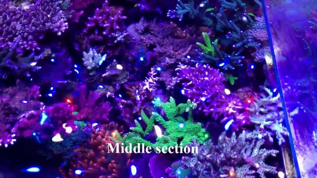 220gal Reef Nov 2012 Top View