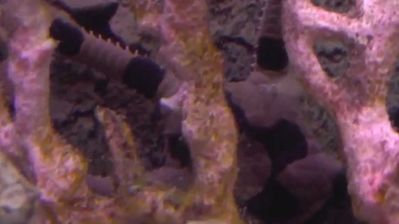 Офиура. Мой морской аквариум. - YouTube