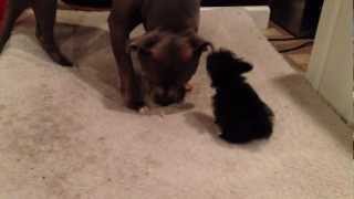 80lb pit bull 1 lb Yorkie poo