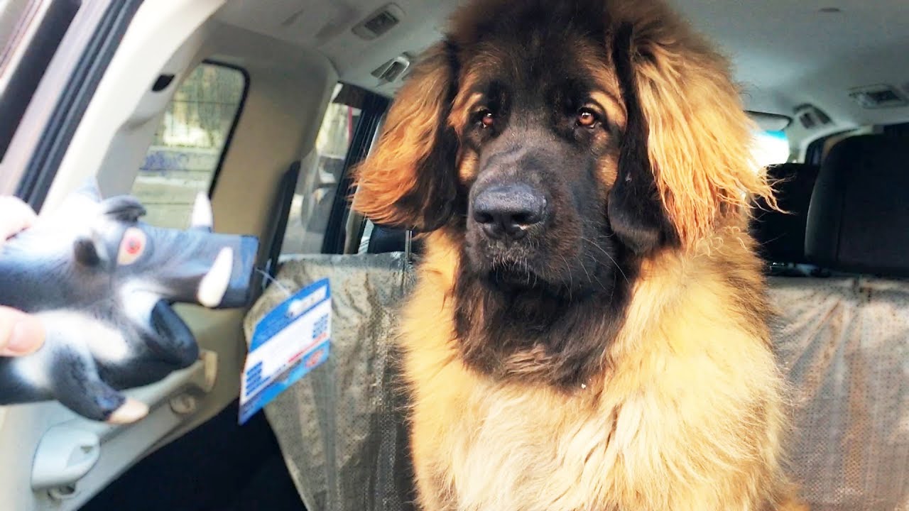 Леонбергер 1,1 год 75кг. Как взвесить, как измерить. Leonberger 1,1 year 75kg.