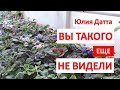 ФИАЛКИ в ТЕПЛИЦЕ! ВЫ такого ЕЩЕ НЕ ВИДЕЛИ! Юлия Датта