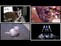 IMPERIAL MARCH (Darth Vader's Theme) in Star Wars (cats cover, A cappella)