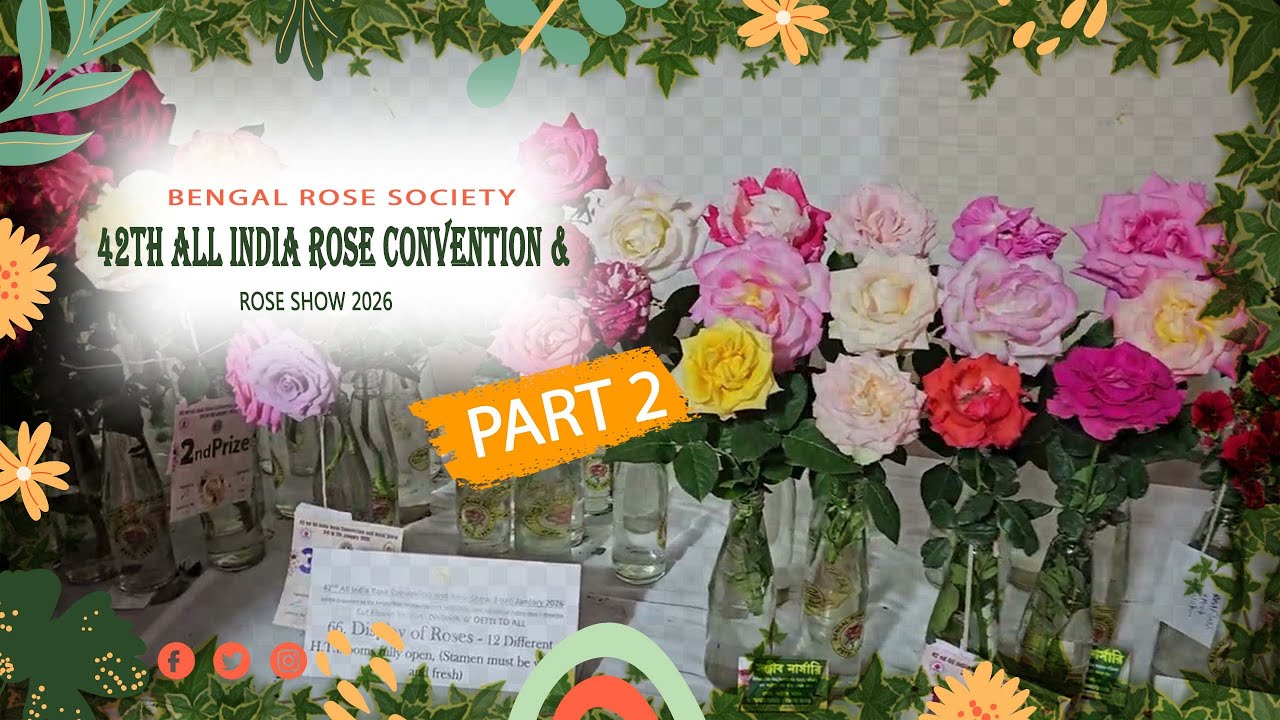 You Won't Believe These Blooms! 42nd All India Rose Show: Cut Flower | Kolkata | Part-2