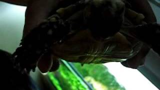 tortoise.avi
