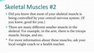 P5 Muscular System