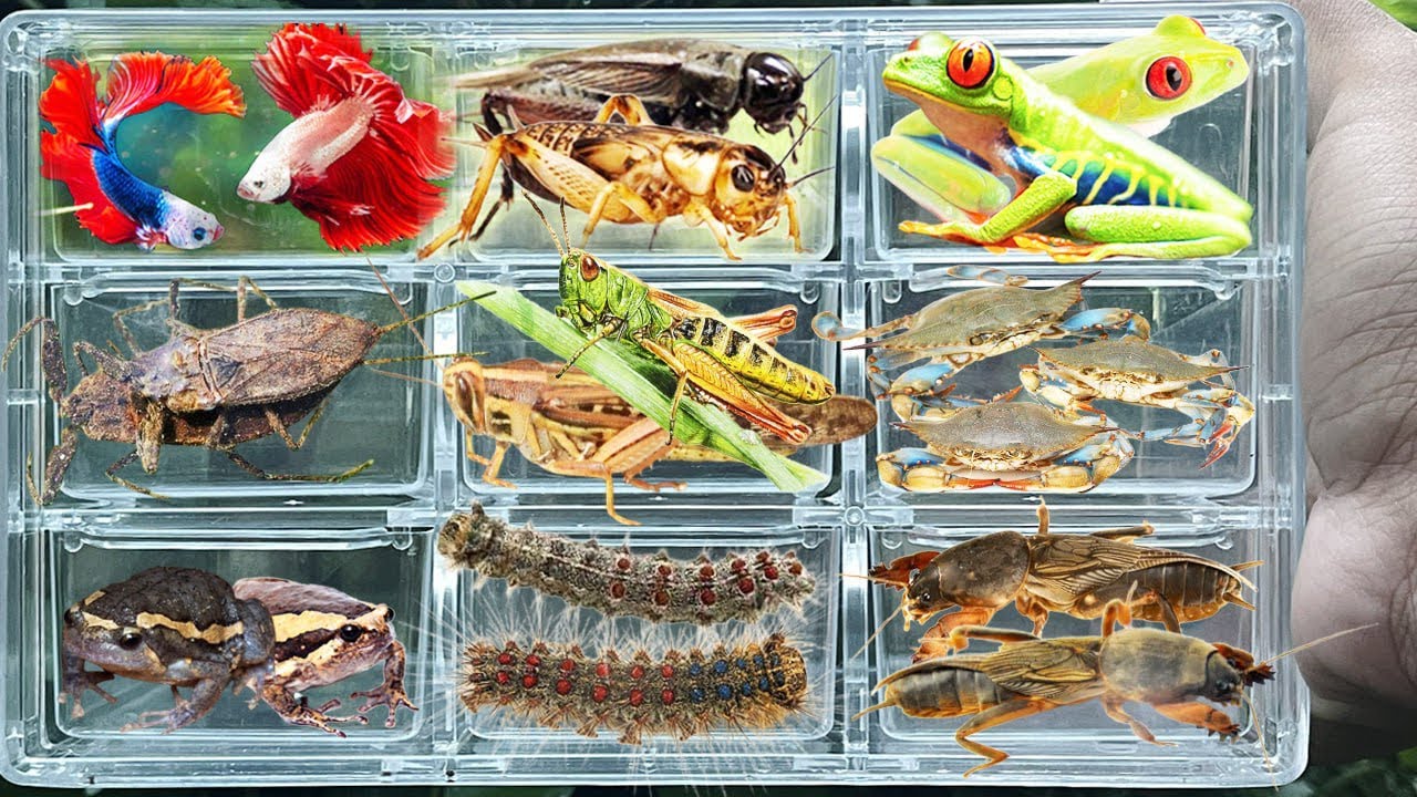 I catch insects in the garden l get,Glass Frog, Cricket, Grasshopper, Worm, mole cricket, Betta fish