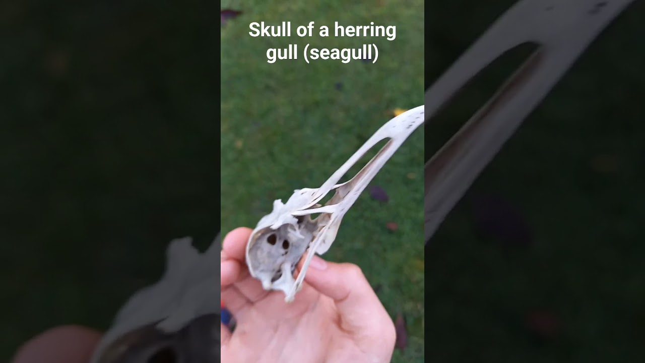 A herring gull skull I found at Dalmeny Estate