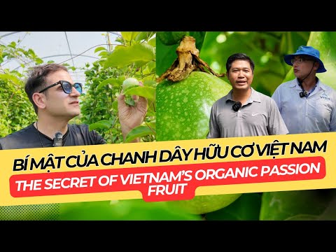 The Secret of Vietnam’s Organic Passion Fruit |Bí mật của chanh dây hữu cơ Việt Nam