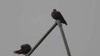 紅鳩8(20180907)
