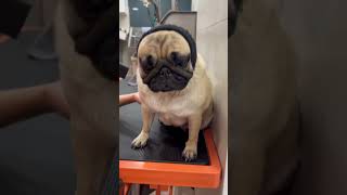 Grooming time #comedy #pugg #dog #puggles #funny #pug #pugs #cute #puppy #pets