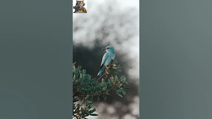 Watch the video about Breathtaking Abyssinian Roller (#AbyssinianRoller) | A Flash of Blue & Beauty