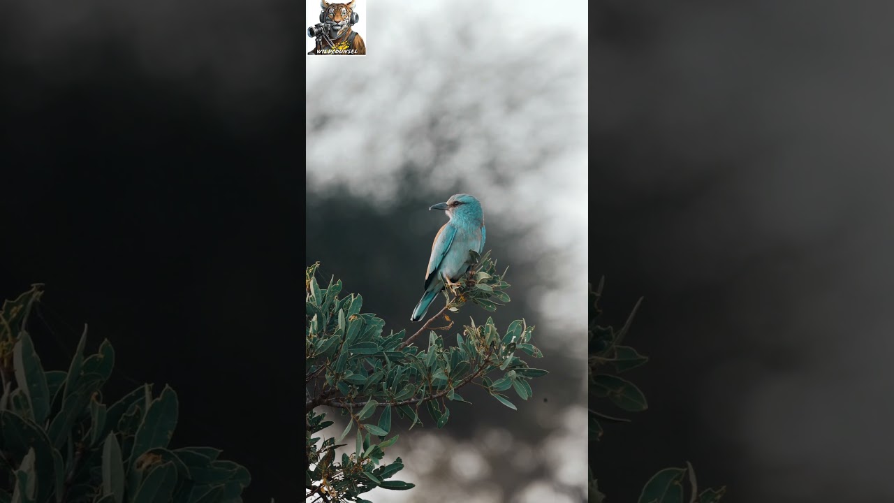 Breathtaking Abyssinian Roller (