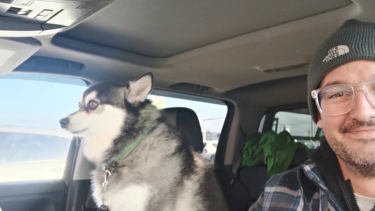 Alaskan Klee Kai, voicing his concern.