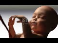 The Miracle of Life: From Conception to Fetus
