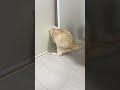 押入れを開ける鬼ボス猫