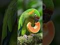 parrot eating papaya #parrot #papaya #eating #birds