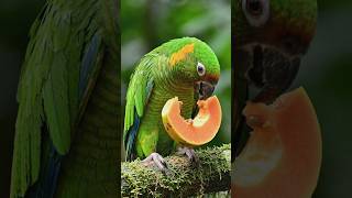 parrot eating papaya #parrot #papaya #eating #birds