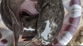 Amazing Catfish Harvesting and Weighing  #shorts