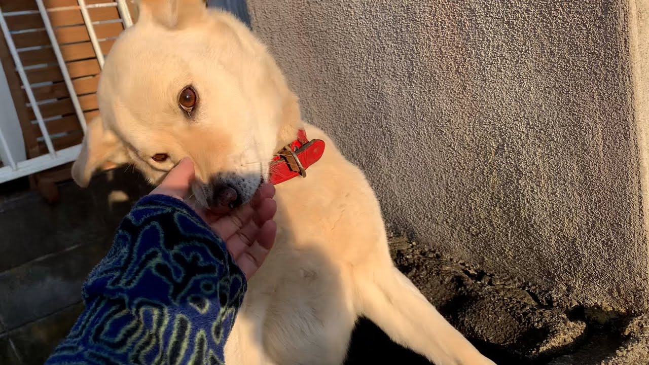 呼んだら来てくれる白い犬と見返り美人な猫 Youtube