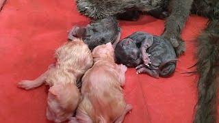 Pregnant Cat Gives Birth to 5 Kittens and Asks for Help