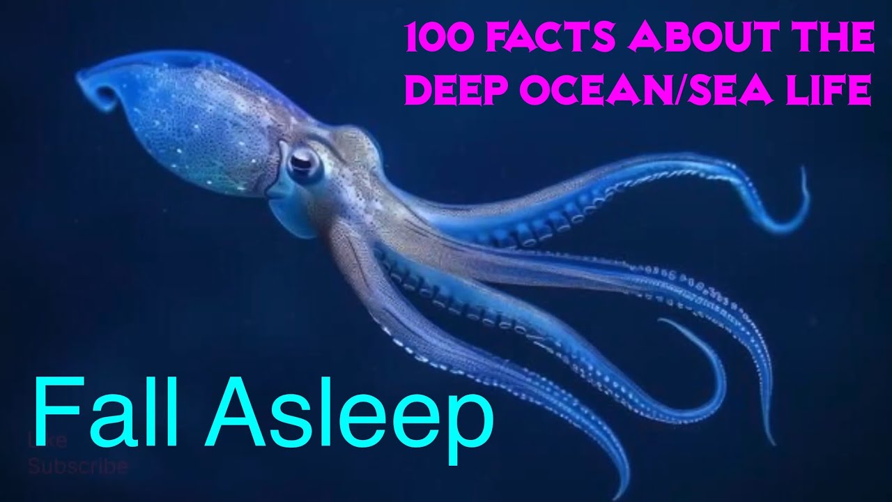 100 Facts About The Deep Ocean/Sea Life - Fall Asleep With Relaxation And Facts