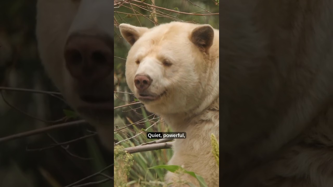 Спокойный Кермод, Дух Медведя Канады 