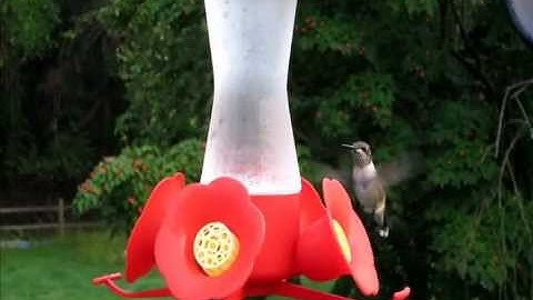 The Hummingbird squeaks.wmv