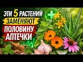 Эти растения заменяют половину аптечки