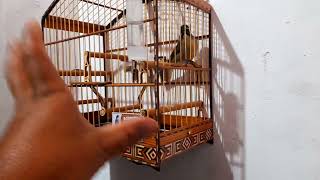 Sinais Que Seu Trinca Ferro Dá Quando Está Aprontando.