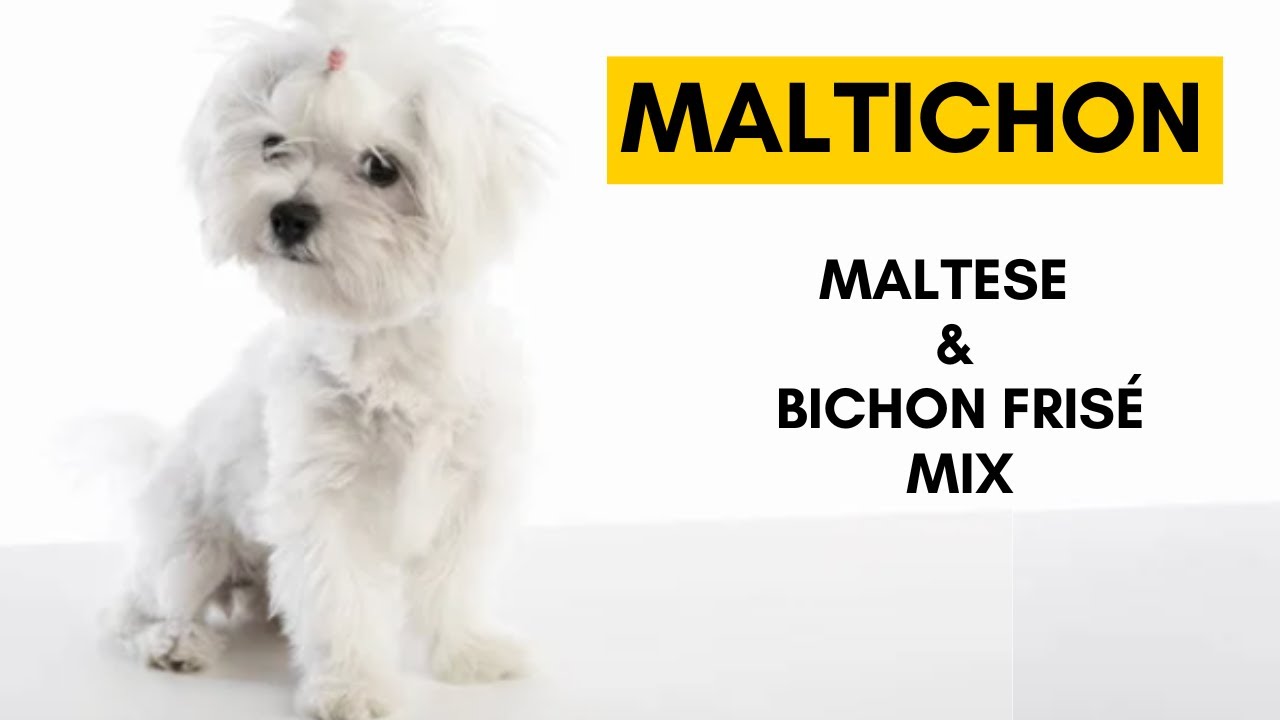 Maltichon - Top 10 Interesting About Maltese and Bichon Dog Mix - YouTube