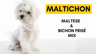 Maltichon  Top 10 Interesting facts About Maltese and Bichon Frisé Dog Mix