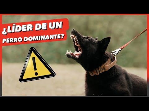 Video: Viviendo con un perro que tiene una personalidad dominante