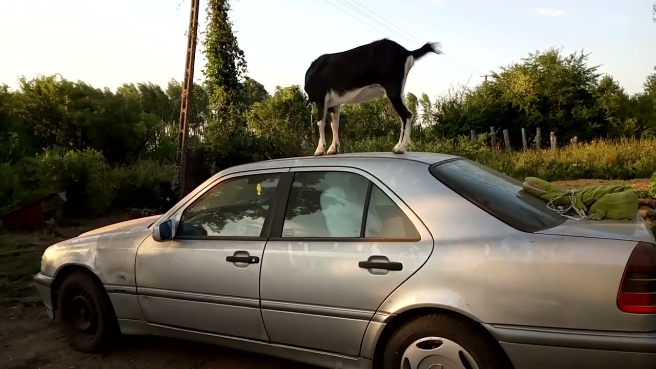 The British Alpine Goat Teresa vs Mercedes C180