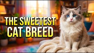 The Most Loving Cat Breed in the World… It’s NOT What You Think!
