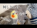 新入りのクマさんに「めっ!」何かを激しく訴えるオカメインコこはくさん