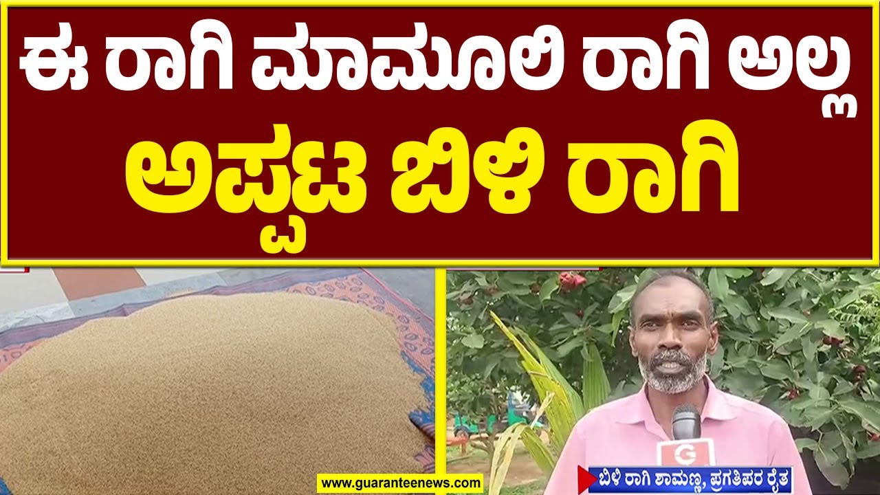 ಹೊಸ ಪ್ರಯತ್ನಕ್ಕೆ ಕೈ ಹಾಕಿ ಯಶಸ್ಸು ಕಂಡ ಬಿಳಿ ರಾಗಿ ಶಾಮಣ್ಣ | Kolar Former | White millet | Guarantee News