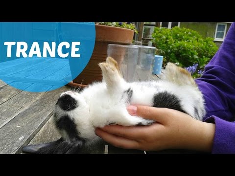 Trance en conejos