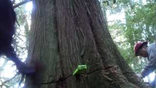 Timber Felling Summer 2010 Fall City, Wa