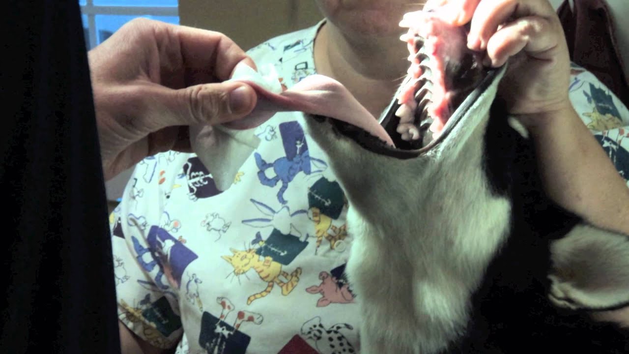 Sparta Veterinary Service YouTube