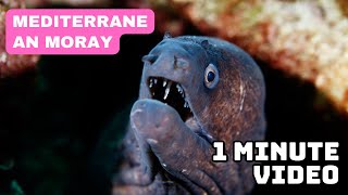 Mediterranean Moray | in 1 Minute