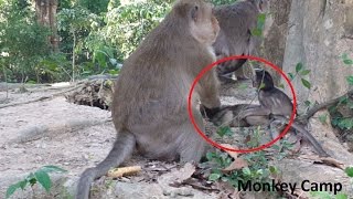 Babies monkeys cry, Why big monkey do like this?Real life of baby monkey in Angkor, Monkey Camp