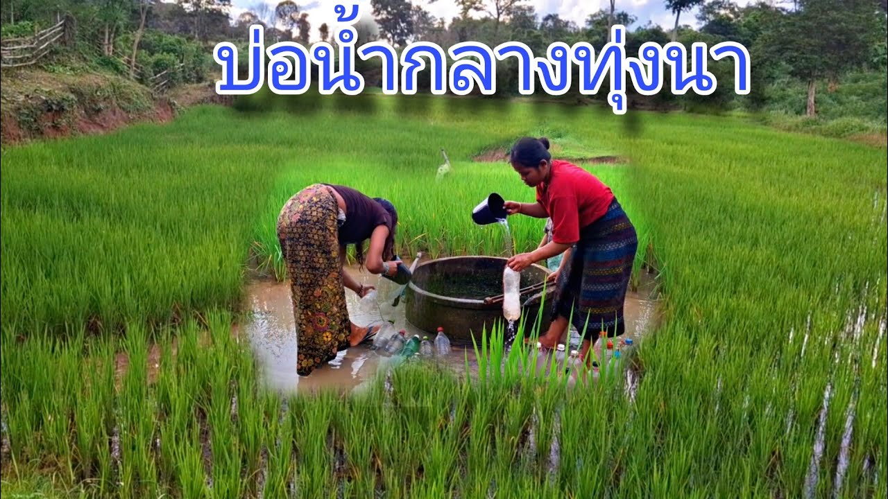 วิถีชีวิตคนในชนบทลาว ชนเผ่ามังกองบ่อน้ำกลางทุ่งนา