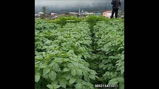 Ciri Ciri Benih Kentang Bersertifikat 🌱🌱PD Nugraha Putrah