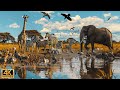 4K African Wildlife: Most Amazing Animal Encounters in Kwazulu-Natal With Real Sounds in 4K #35