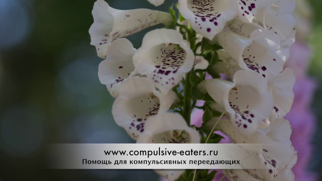 Компульсивное переедание: Мелани, история выздоровления # ...