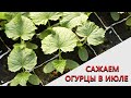 Вторая посадка огурцов. Сажаем огурцы в июле.